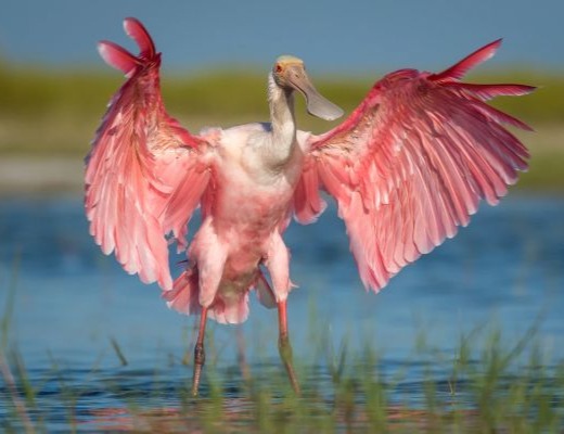 They told you ya built the levee